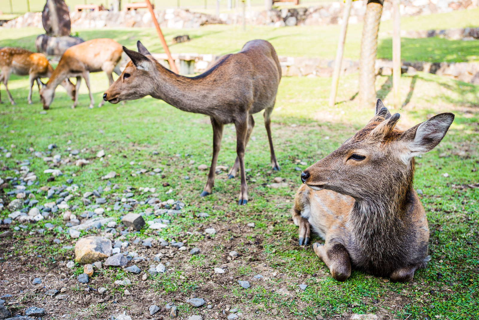 Nikon D810 sample photo. Resting  photography