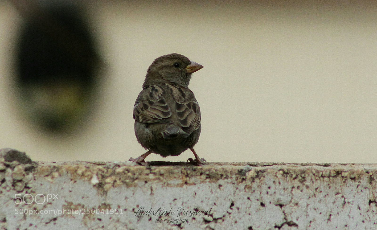 Canon EOS 700D (EOS Rebel T5i / EOS Kiss X7i) sample photo. Untitled photography