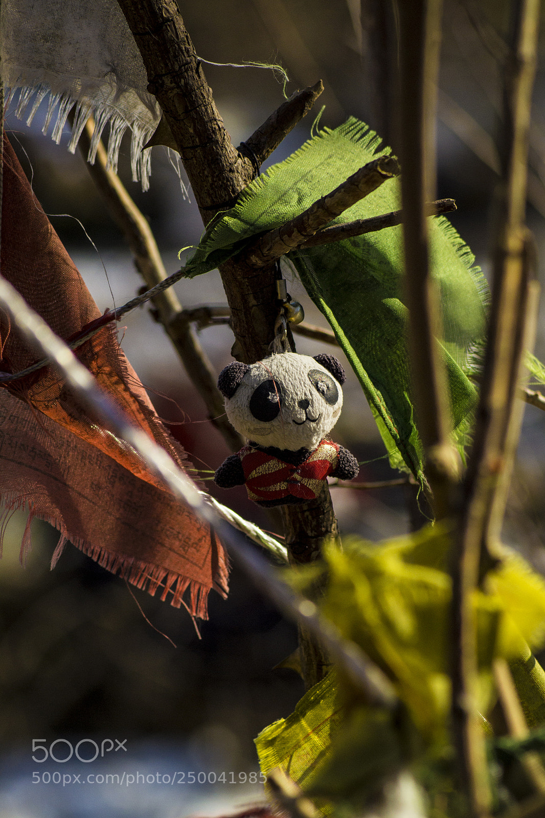 Nikon D3100 sample photo. Pandamonium photography