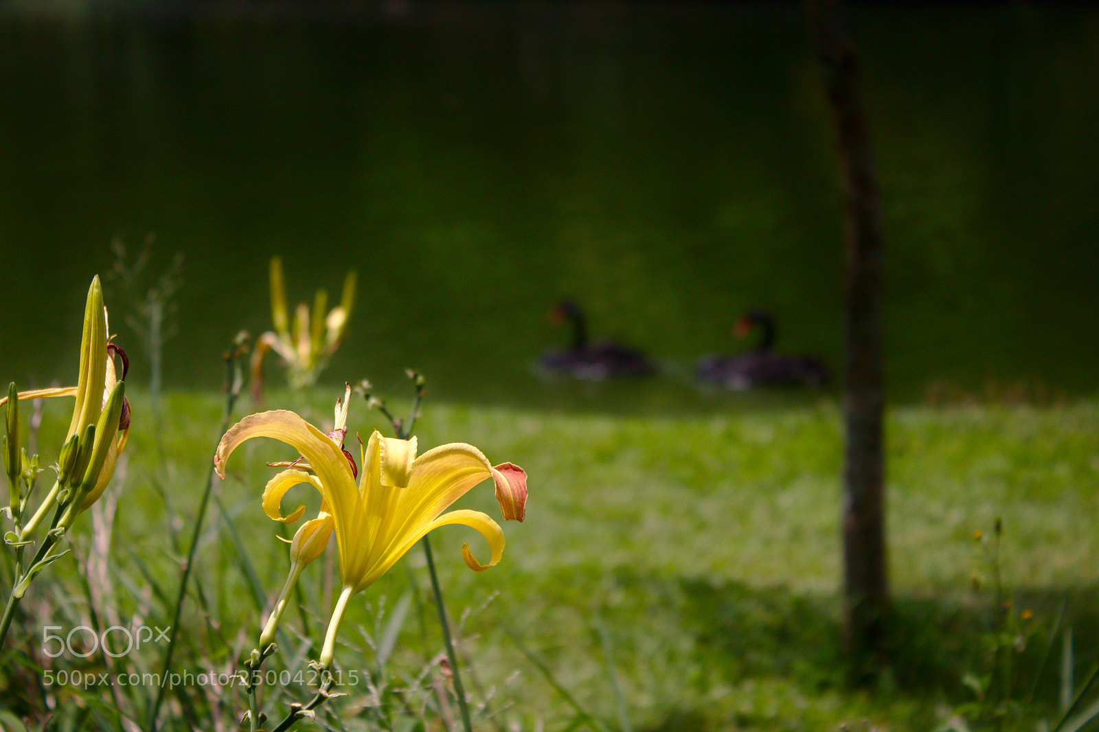 Canon EOS 1300D (EOS Rebel T6 / EOS Kiss X80) sample photo. Flowers with lake in photography