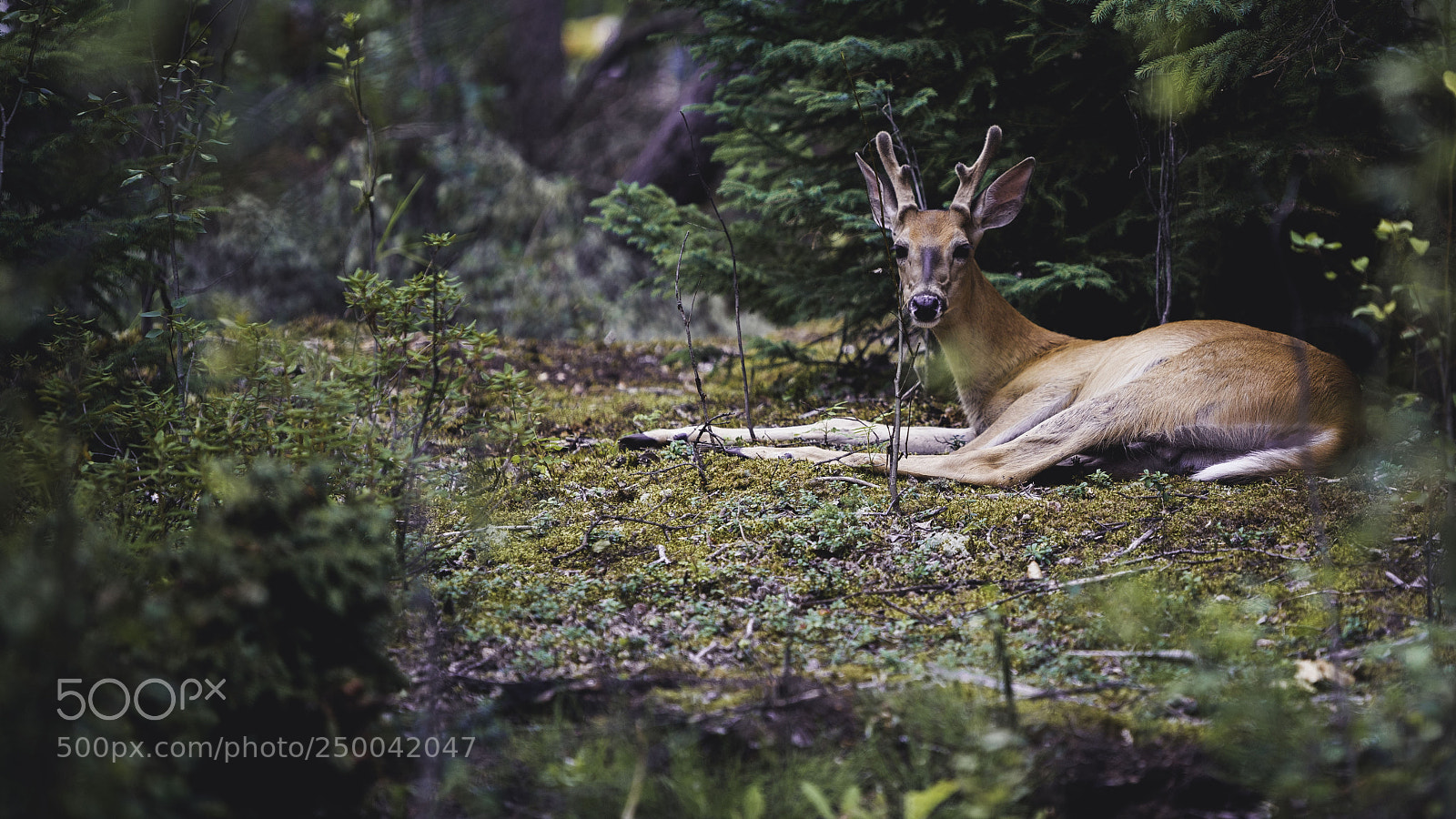 Nikon D800 sample photo. The deer photography