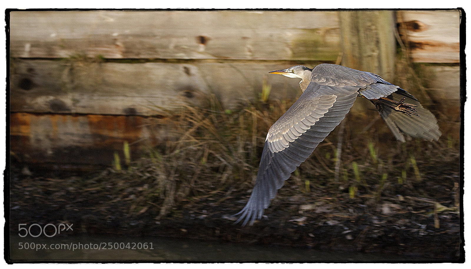 Canon EOS 7D sample photo. Gray heron in flight. photography
