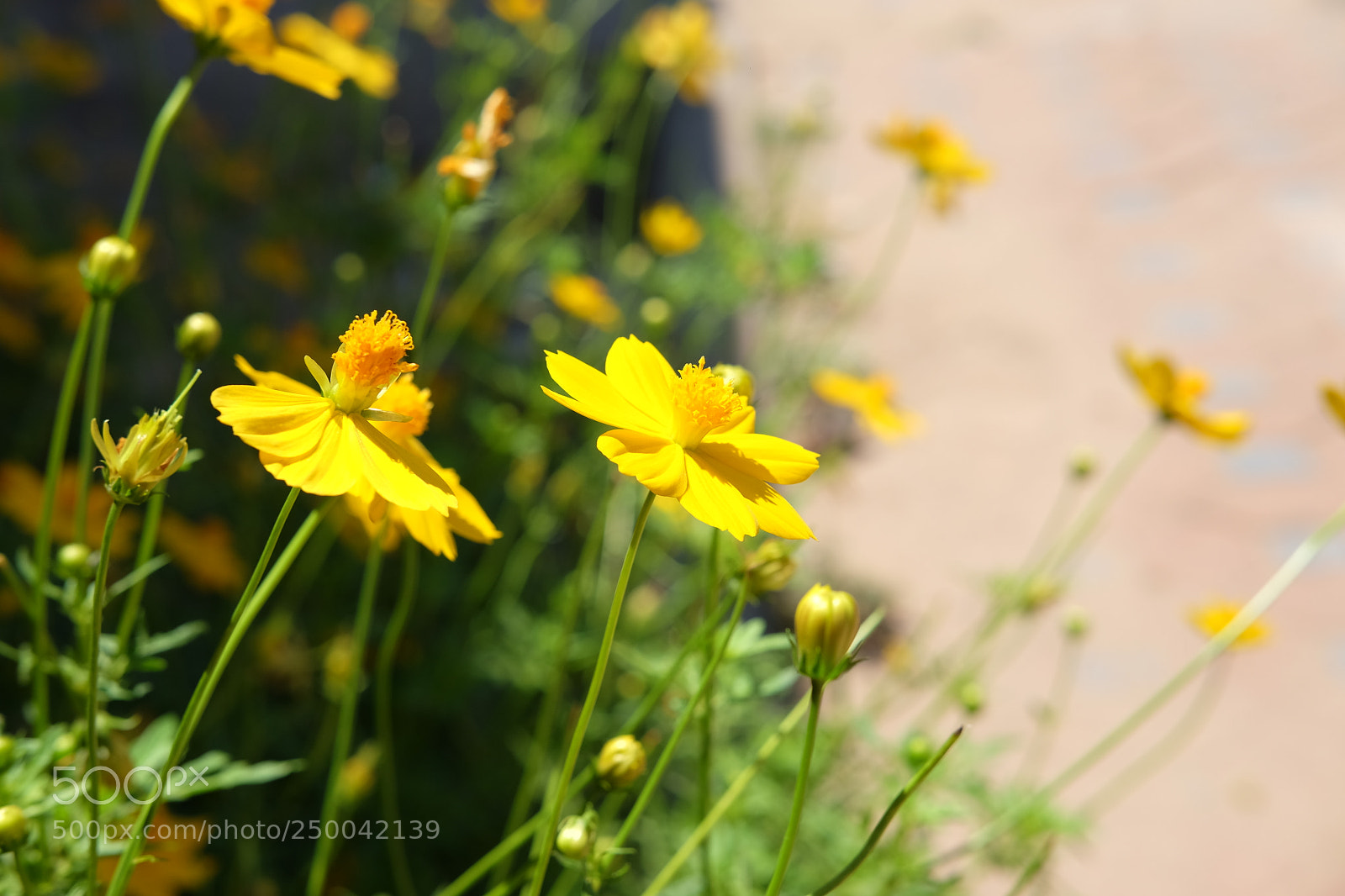 Fujifilm X-T10 sample photo. ภาพจำ photography