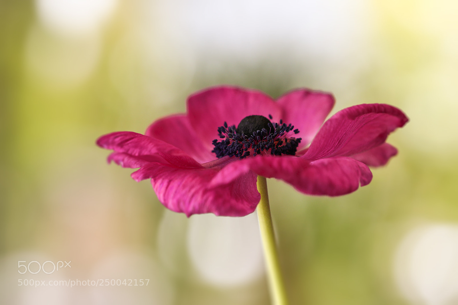 Canon EOS 5D Mark IV sample photo. Anemone photography