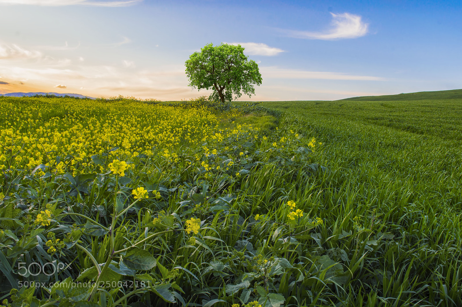 Nikon D3200 sample photo. Line to the tree 02 photography