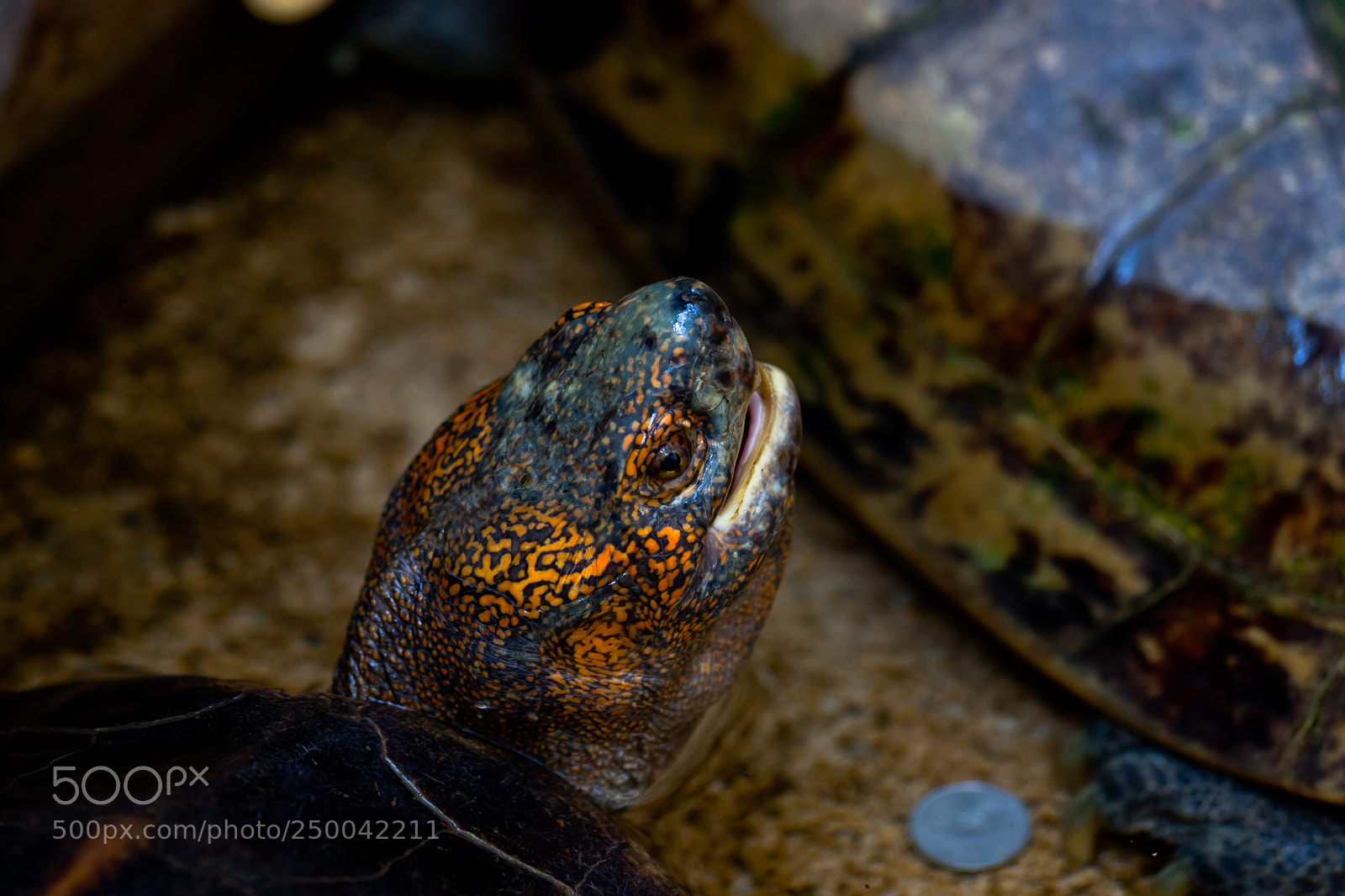 Canon EOS 40D sample photo. A turtle photography