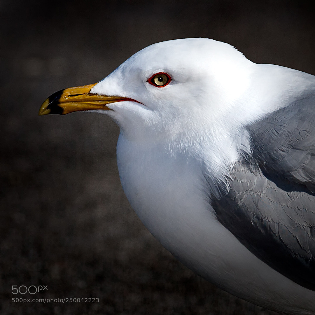 Canon EOS 20D sample photo. Gull photography