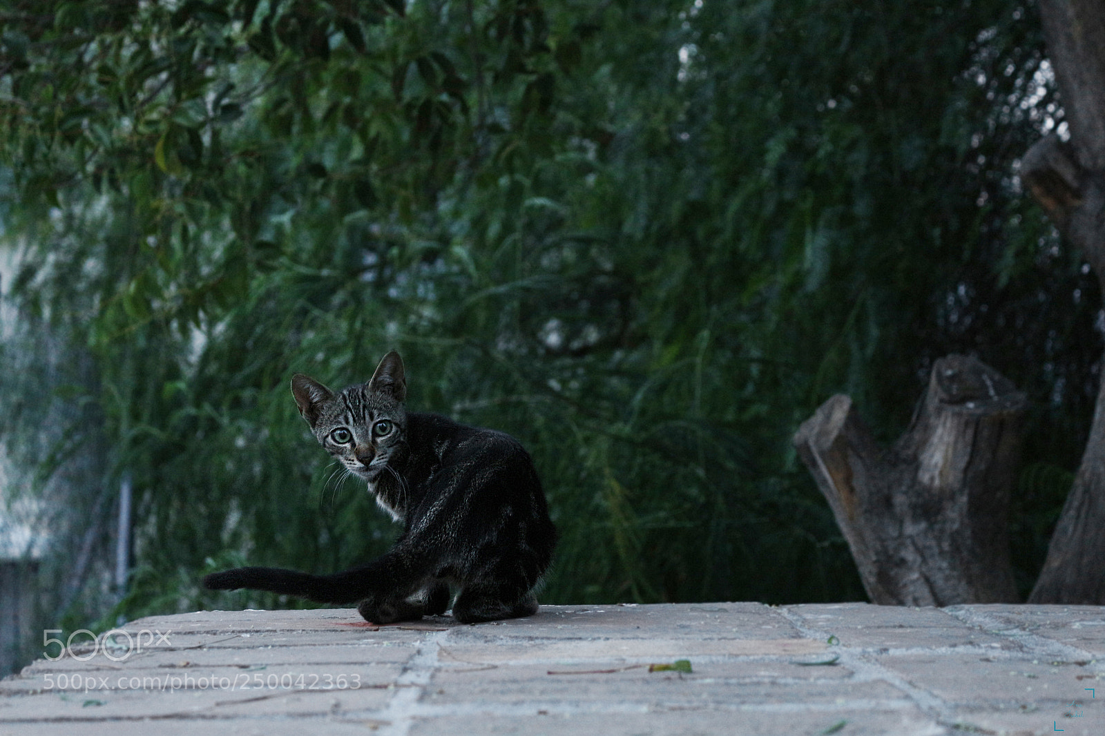 Canon EOS 700D (EOS Rebel T5i / EOS Kiss X7i) sample photo. El gato. photography