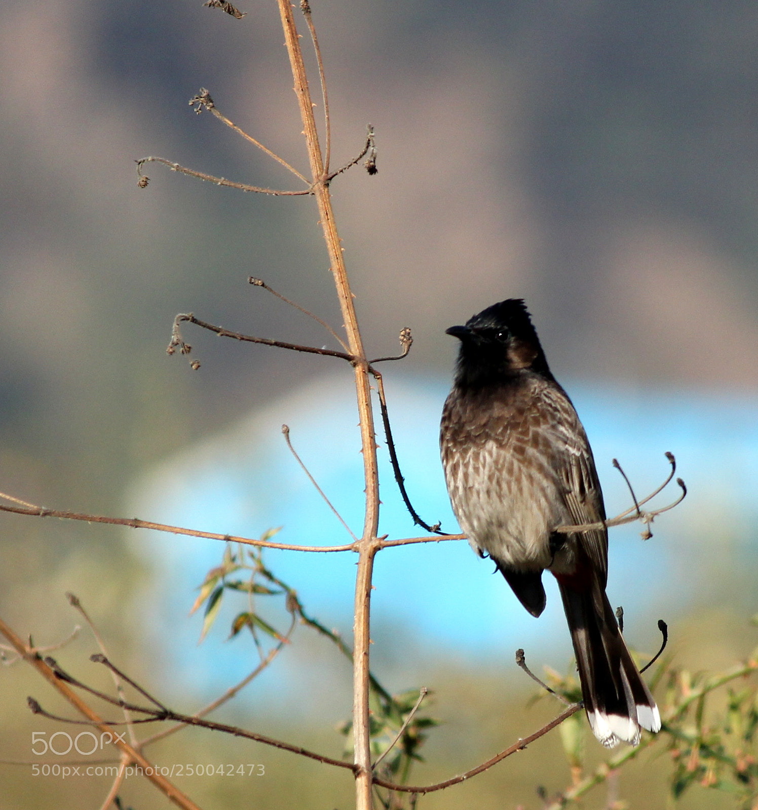 Canon EF-S 55-250mm F4-5.6 IS II sample photo. Red wented bulbul photography