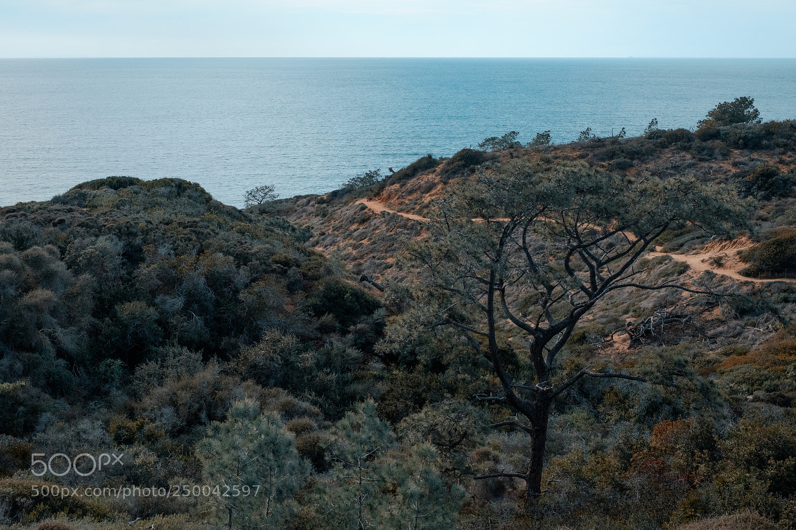 Fujifilm X-E2 sample photo. Torrey pines leading lines photography