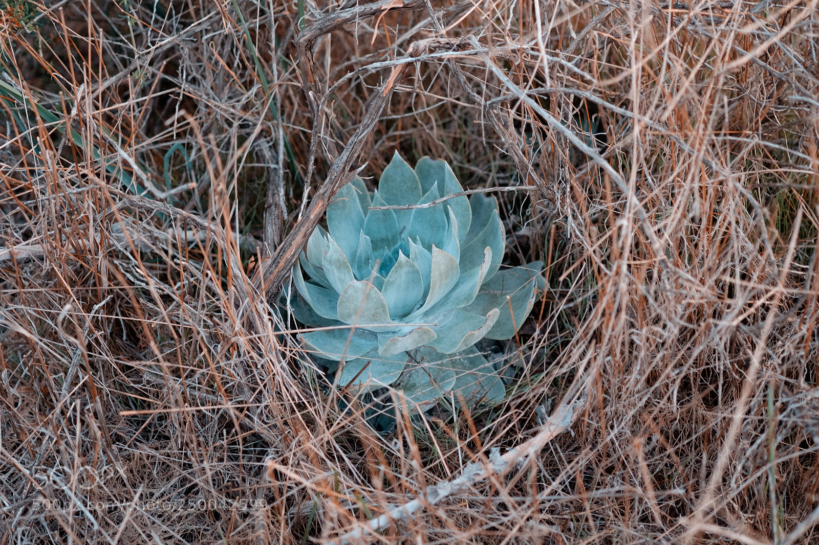 Fujifilm X-E2 sample photo. Succulent surrounded photography