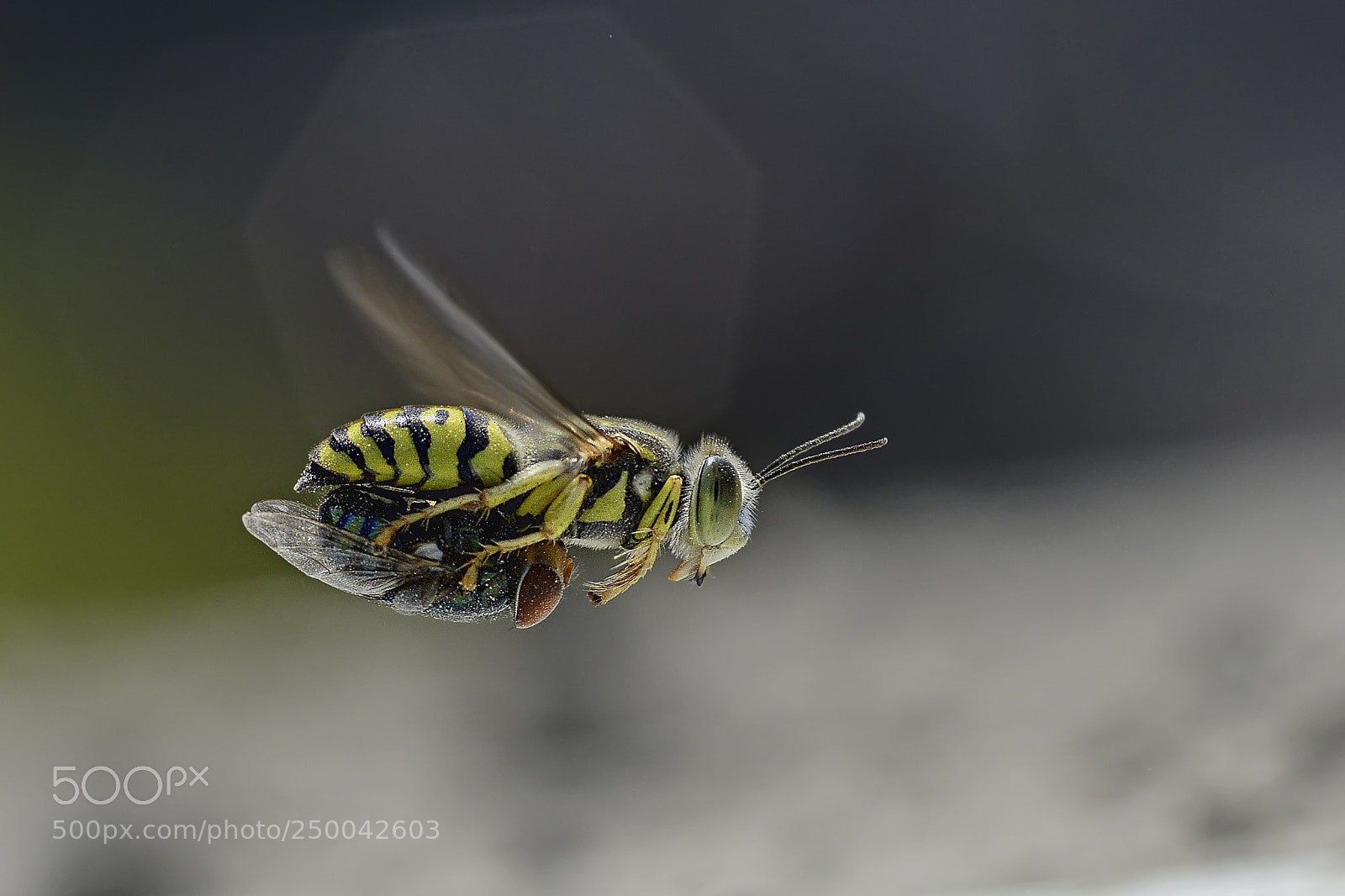 Nikon D7100 sample photo. Sand wasp with prey. photography