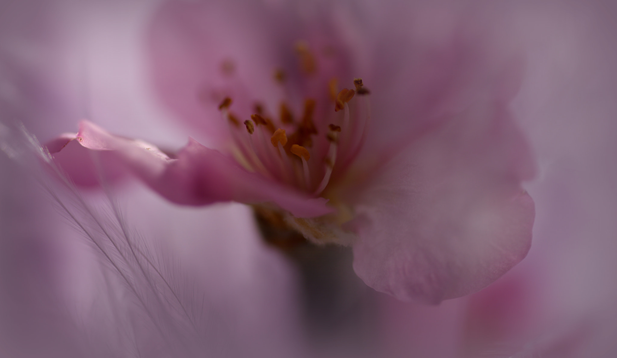 Sigma 105mm F2.8 EX DG OS HSM sample photo. °feel.touched° photography
