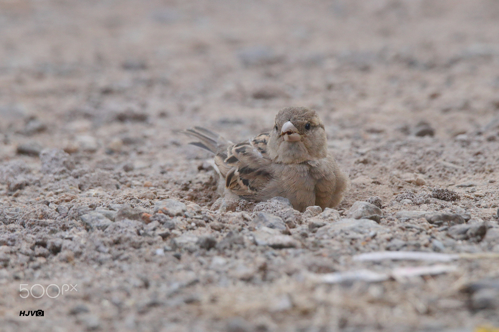 Canon EOS 80D sample photo. World sparrow day: mud-bathing photography