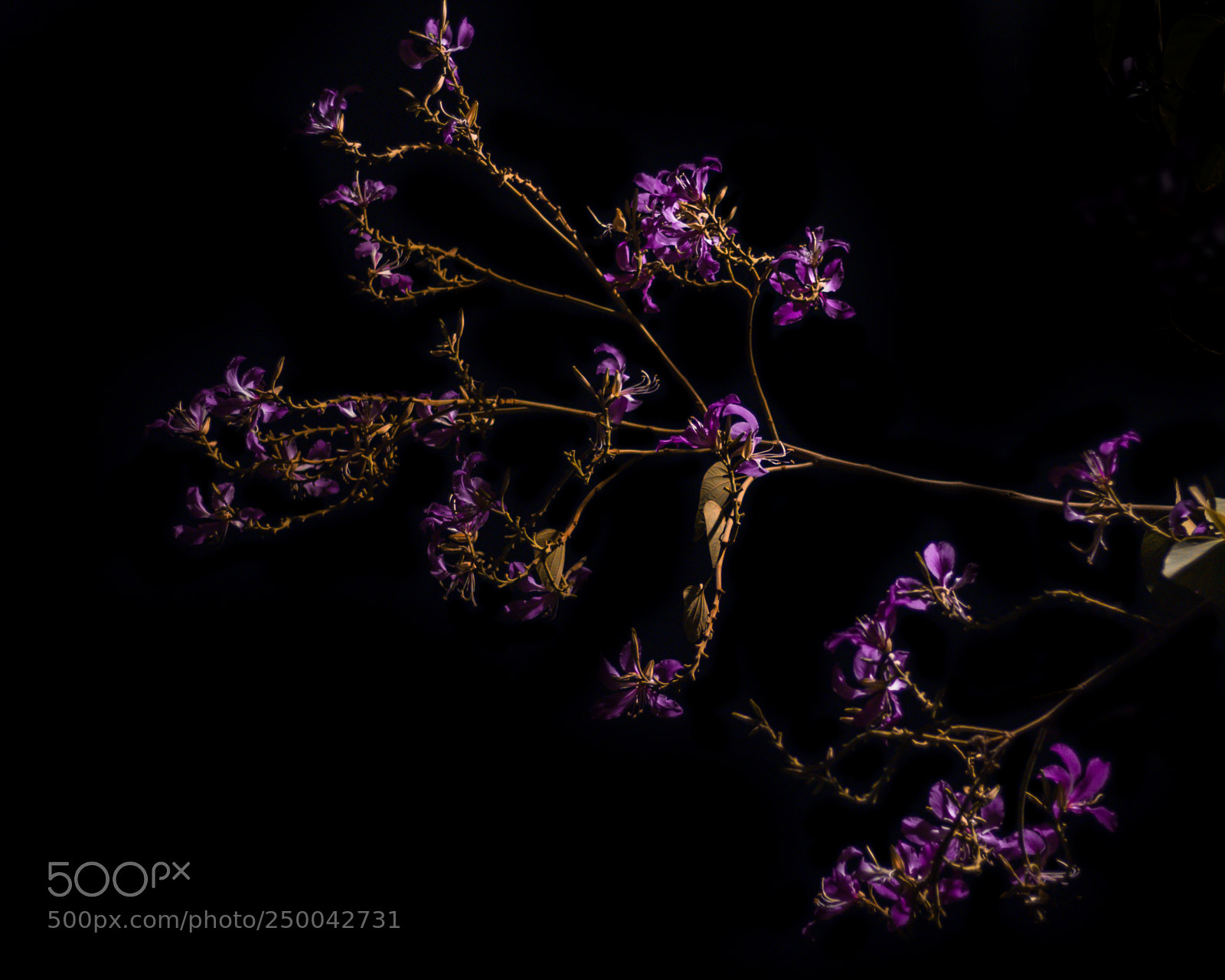 Canon EOS 80D sample photo. Purple yellow flowers (of ) photography