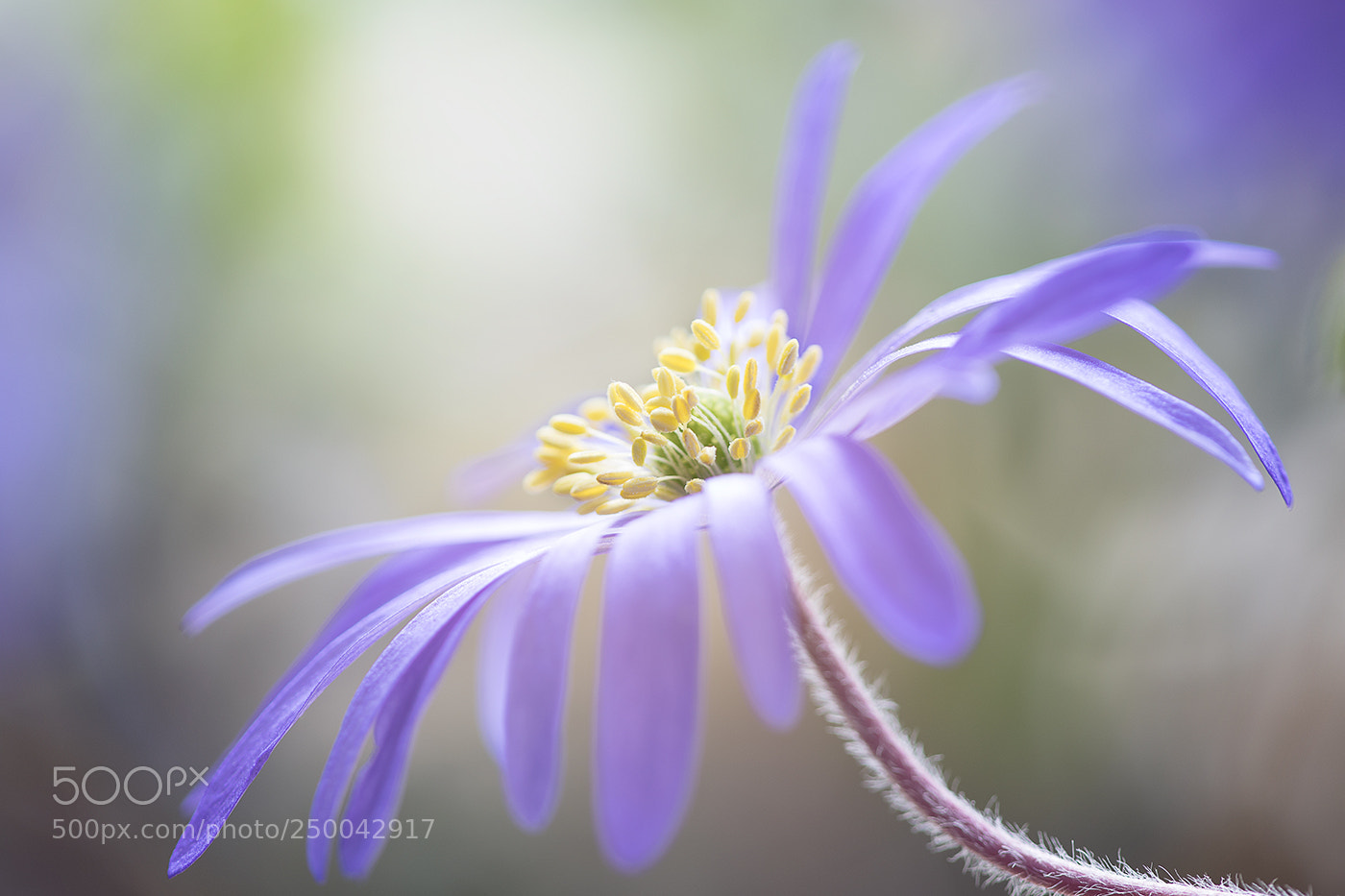 Canon EOS 7D Mark II sample photo. Anemone blanda photography