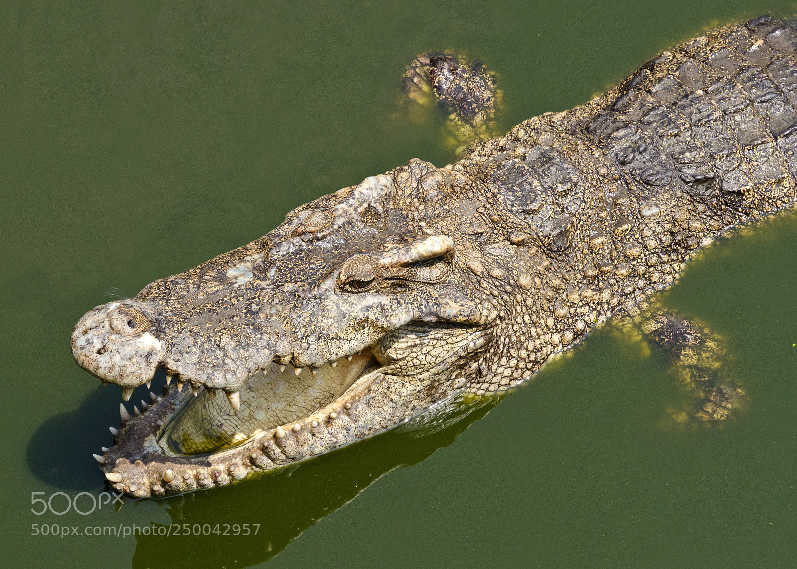 Nikon D7000 sample photo. Dinnertime at the crocodile photography