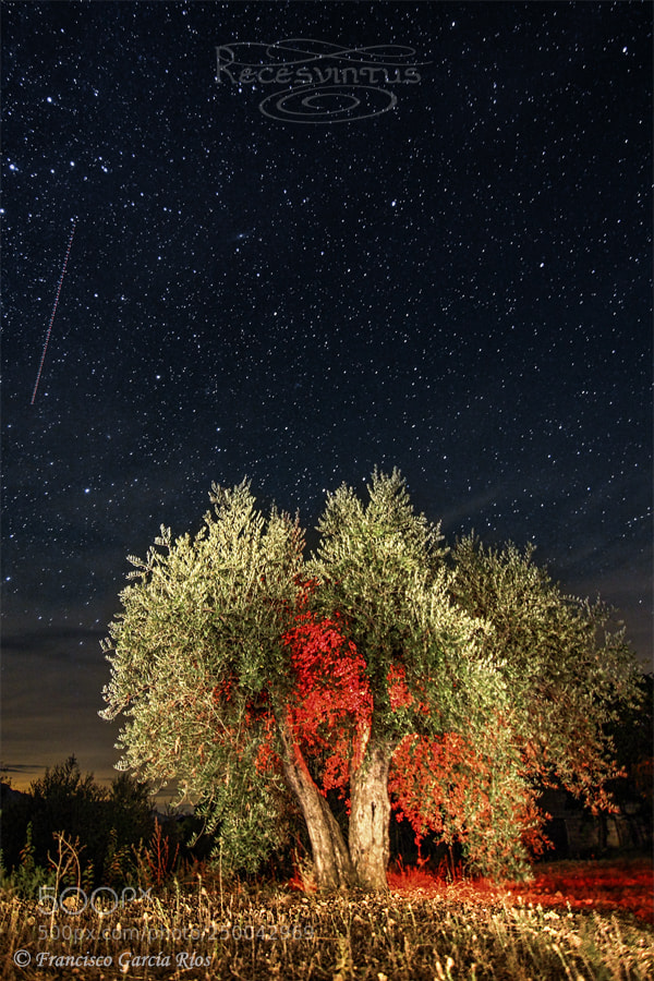 Canon EOS 50D sample photo. Fright night photography