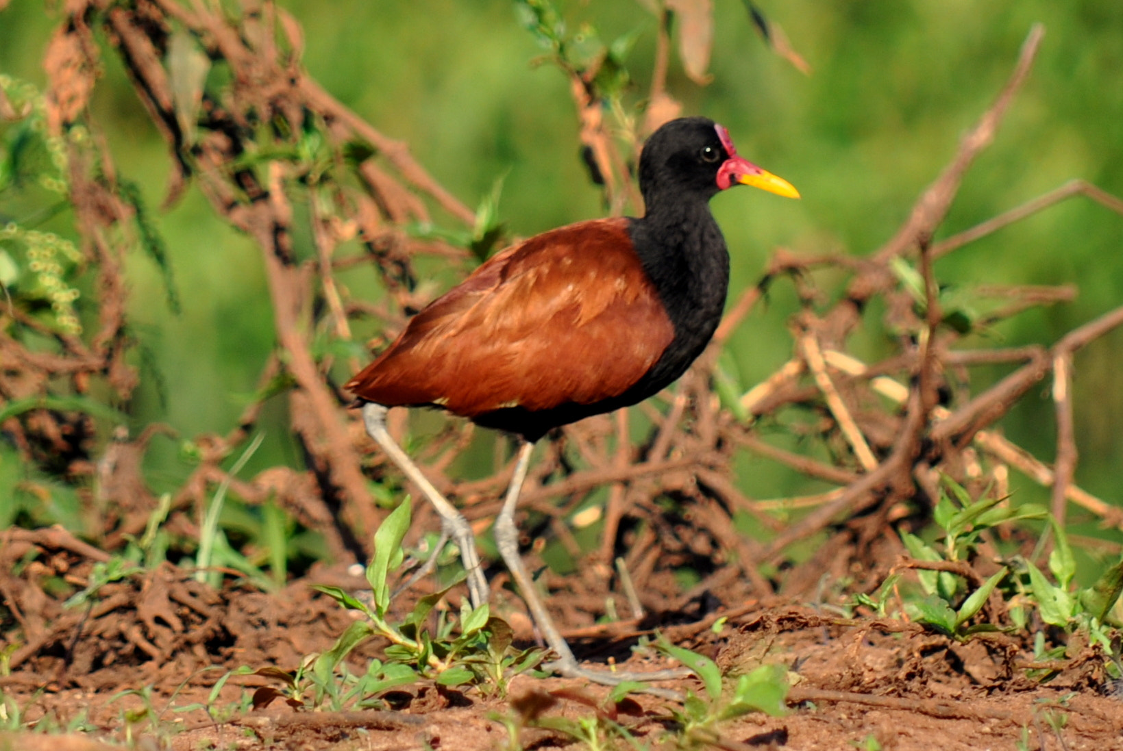 Nikon D5000 sample photo. Jaçanã (jacana jacana) photography