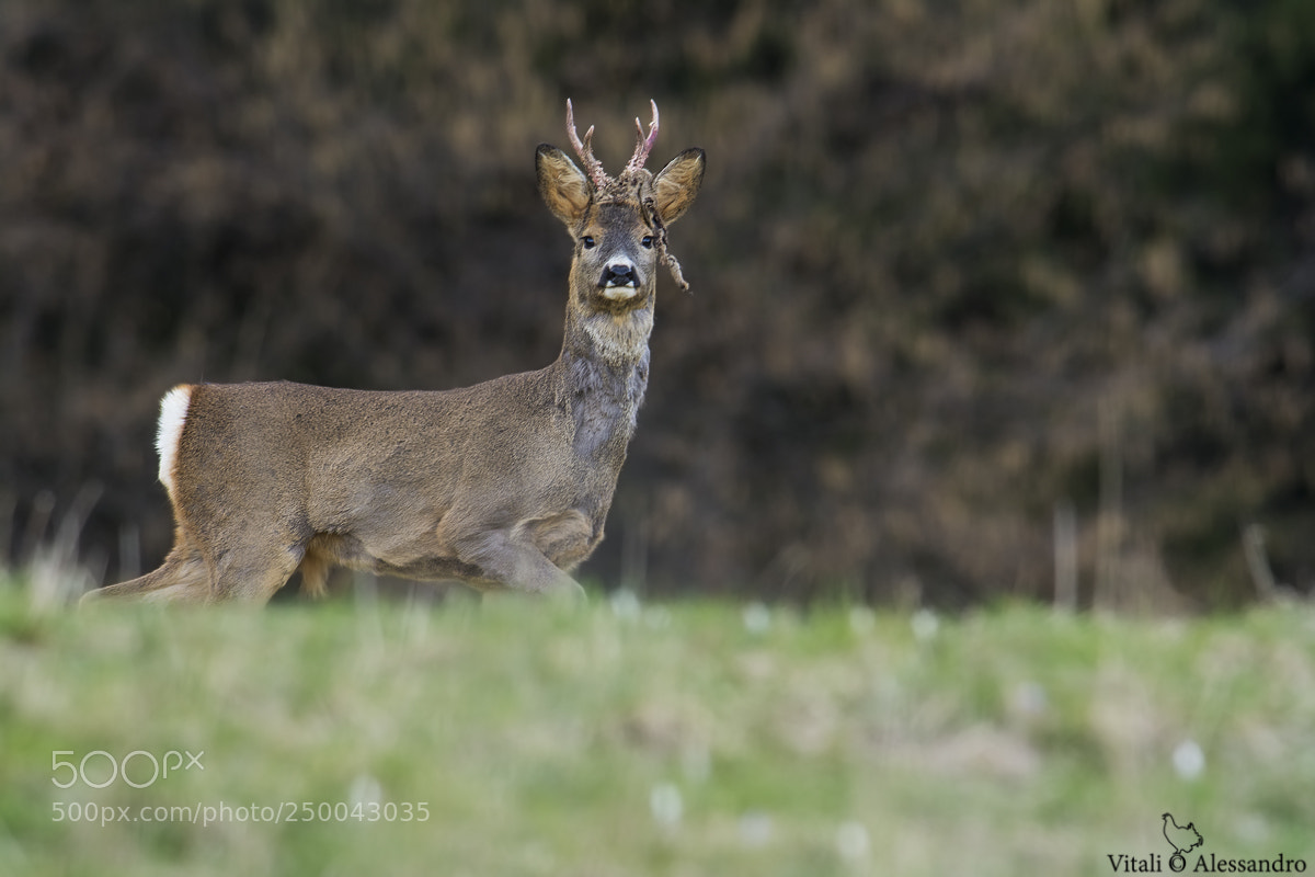 Nikon D7100 sample photo. Capriolo photography