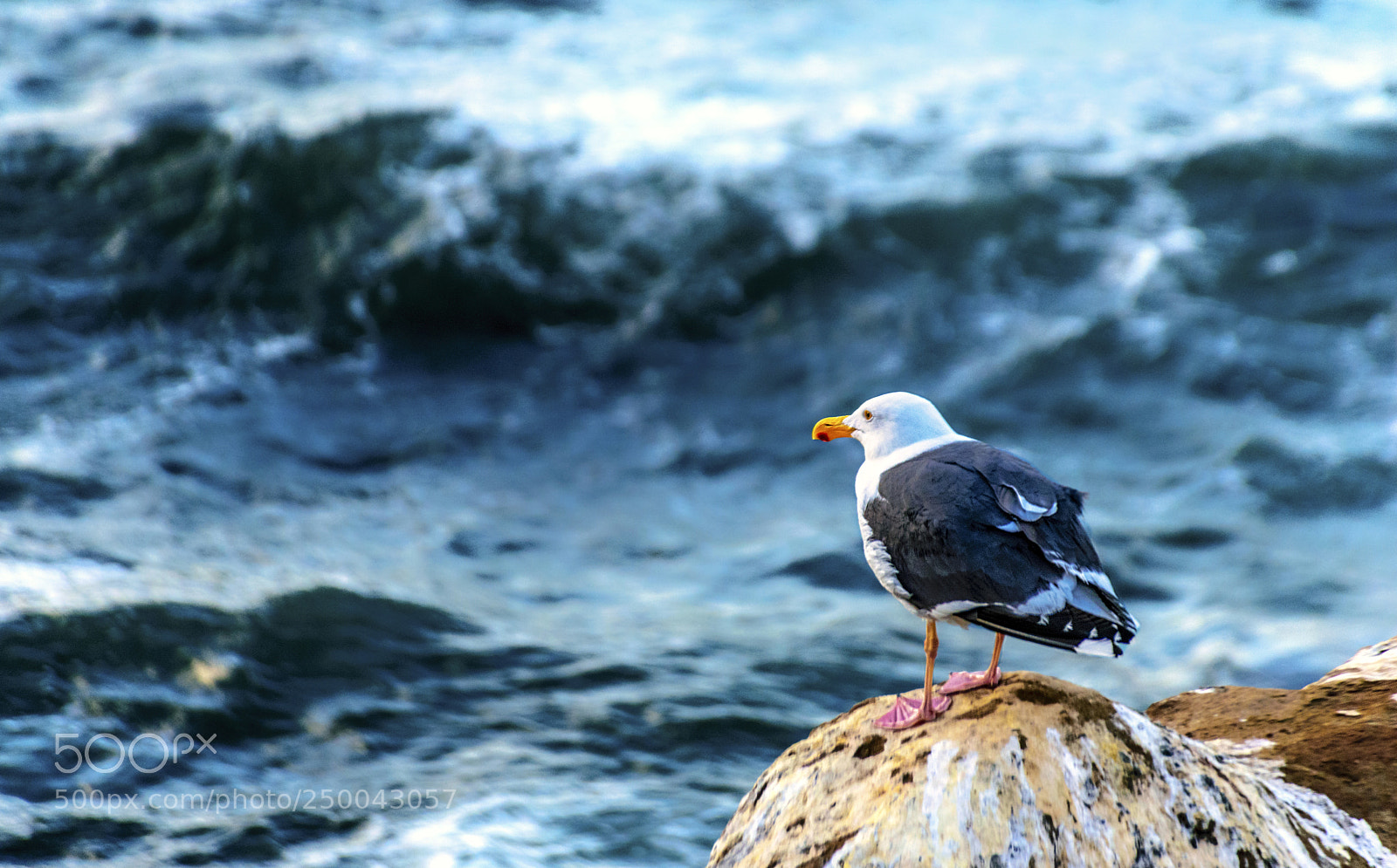 Nikon D5300 sample photo. Gauging the ocean photography