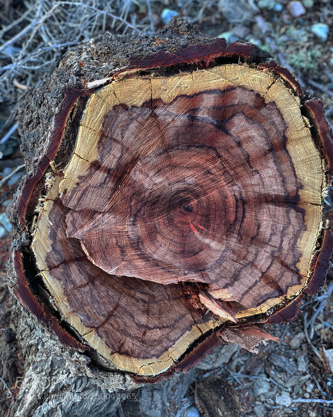 Apple iPhone X sample photo. There was a tree. photography
