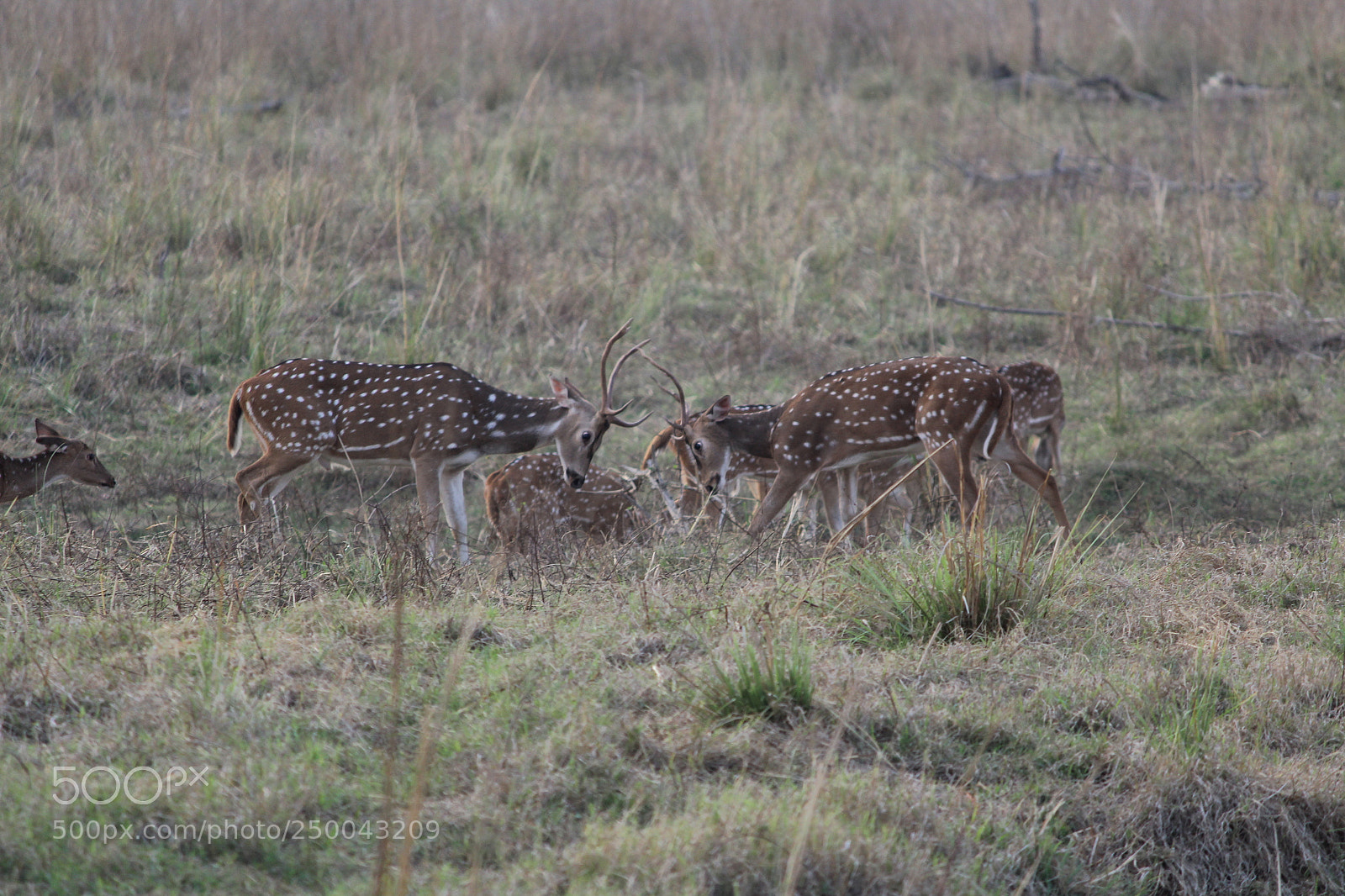 Canon EF-S 55-250mm F4-5.6 IS II sample photo. Untitled photography