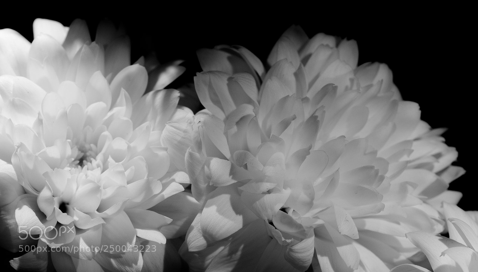 Nikon D850 sample photo. D photography