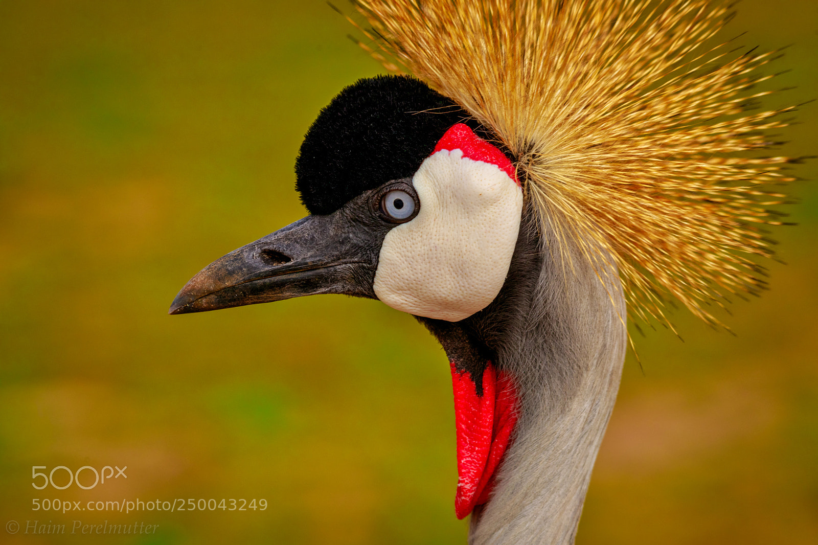 Canon EOS 5D Mark IV sample photo. Grey crowned crane photography