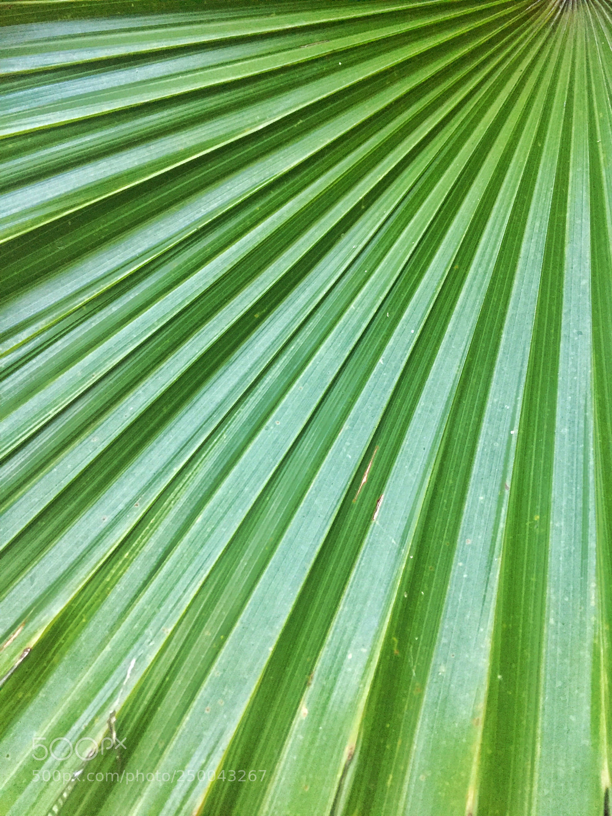 Apple iPhone 6 sample photo. Green fresh palm leaf photography
