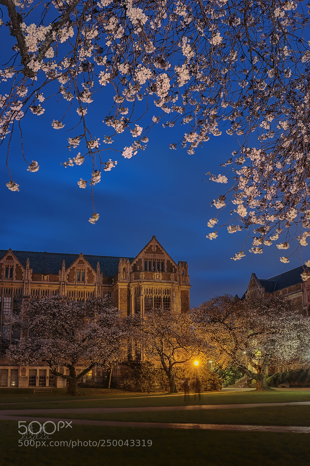 Sony a7 II sample photo. Blooming photography