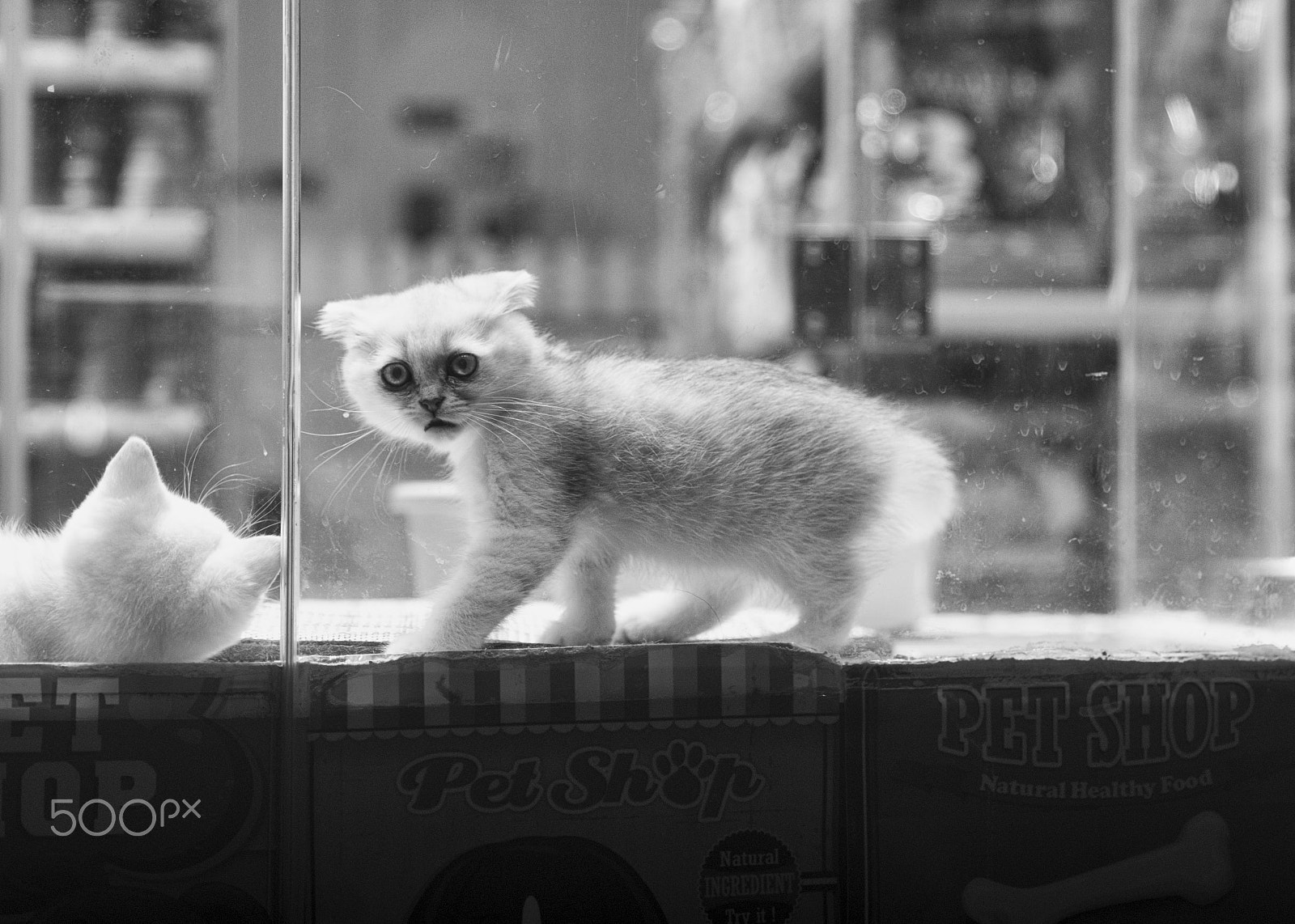 Sony FE 24-70mm F2.8 GM sample photo. Looking photography