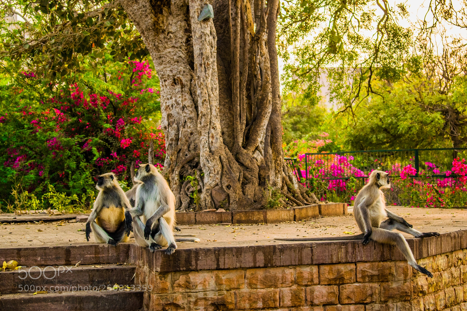 Nikon D5300 sample photo. Mandore garden photography