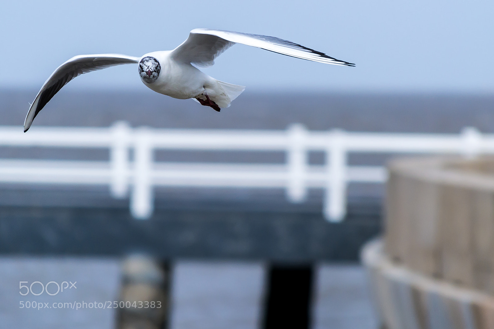Nikon D3100 sample photo. Freedom photography
