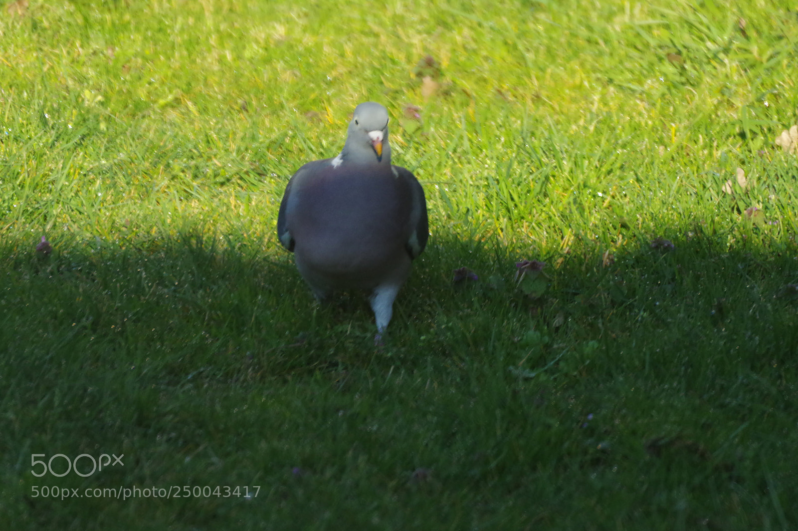 Pentax K-3 sample photo. Pigeon photography