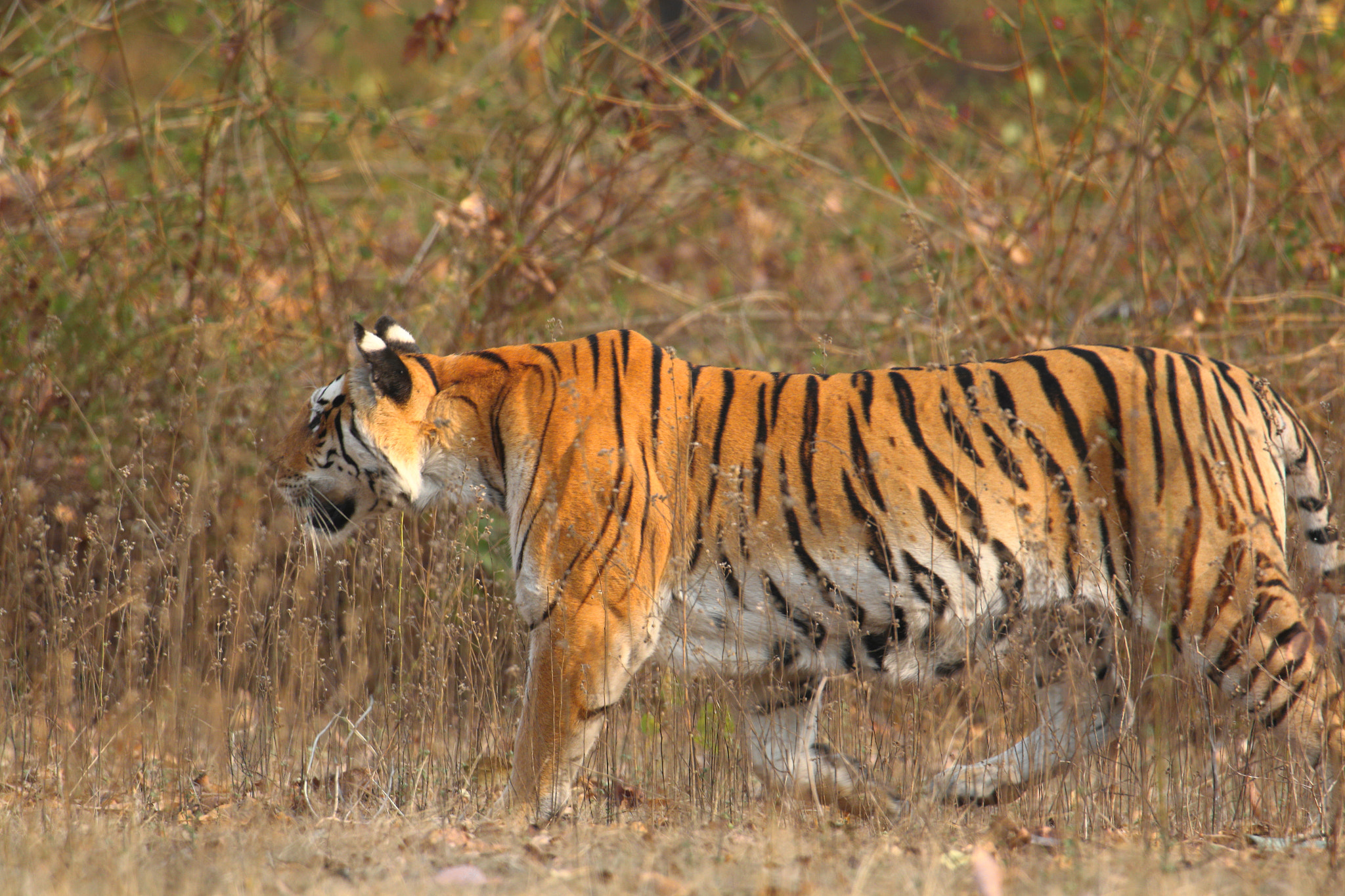 Canon EOS 70D sample photo. Collar wali's cub photography