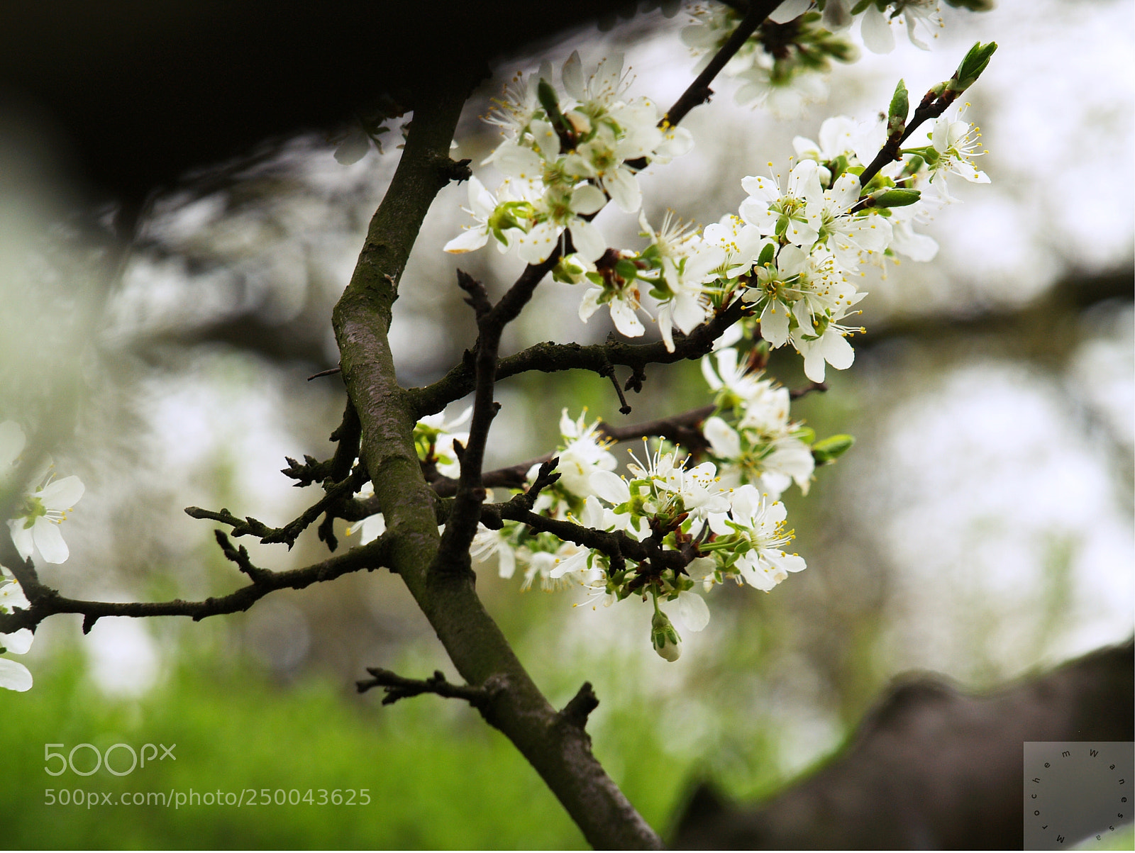 Olympus E-500 (EVOLT E-500) sample photo. Spring photography