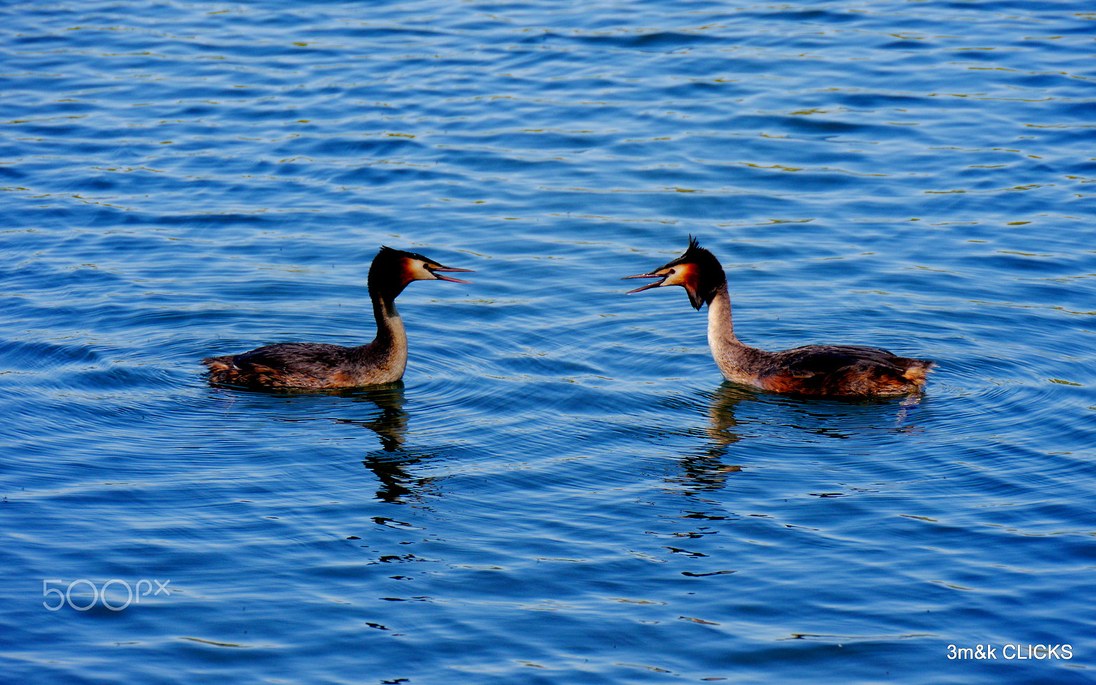 Panasonic Lumix DMC-GH2 sample photo. Birds.. photography