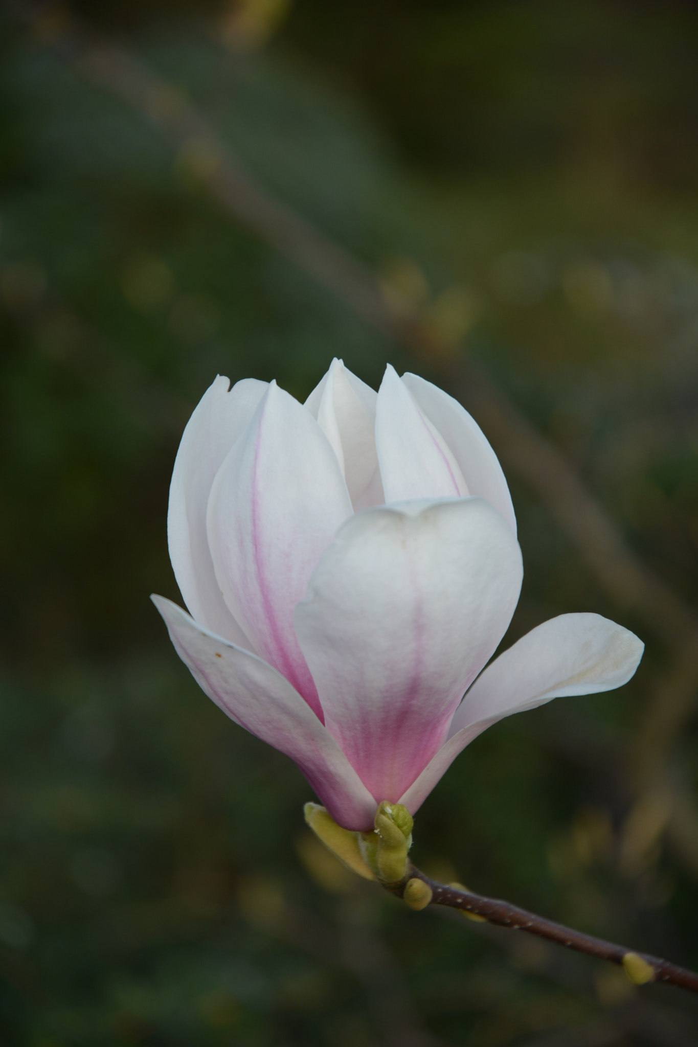 Nikon D5200 sample photo. Magnolie photography