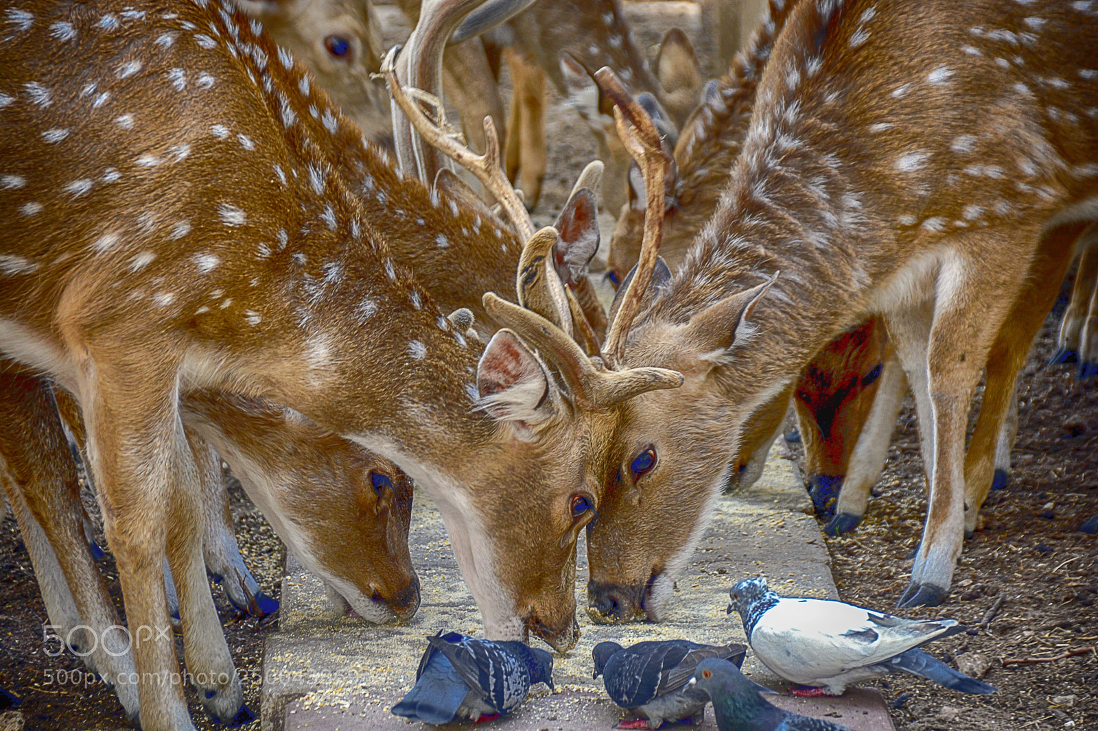 Nikon D7100 sample photo. Deers photography