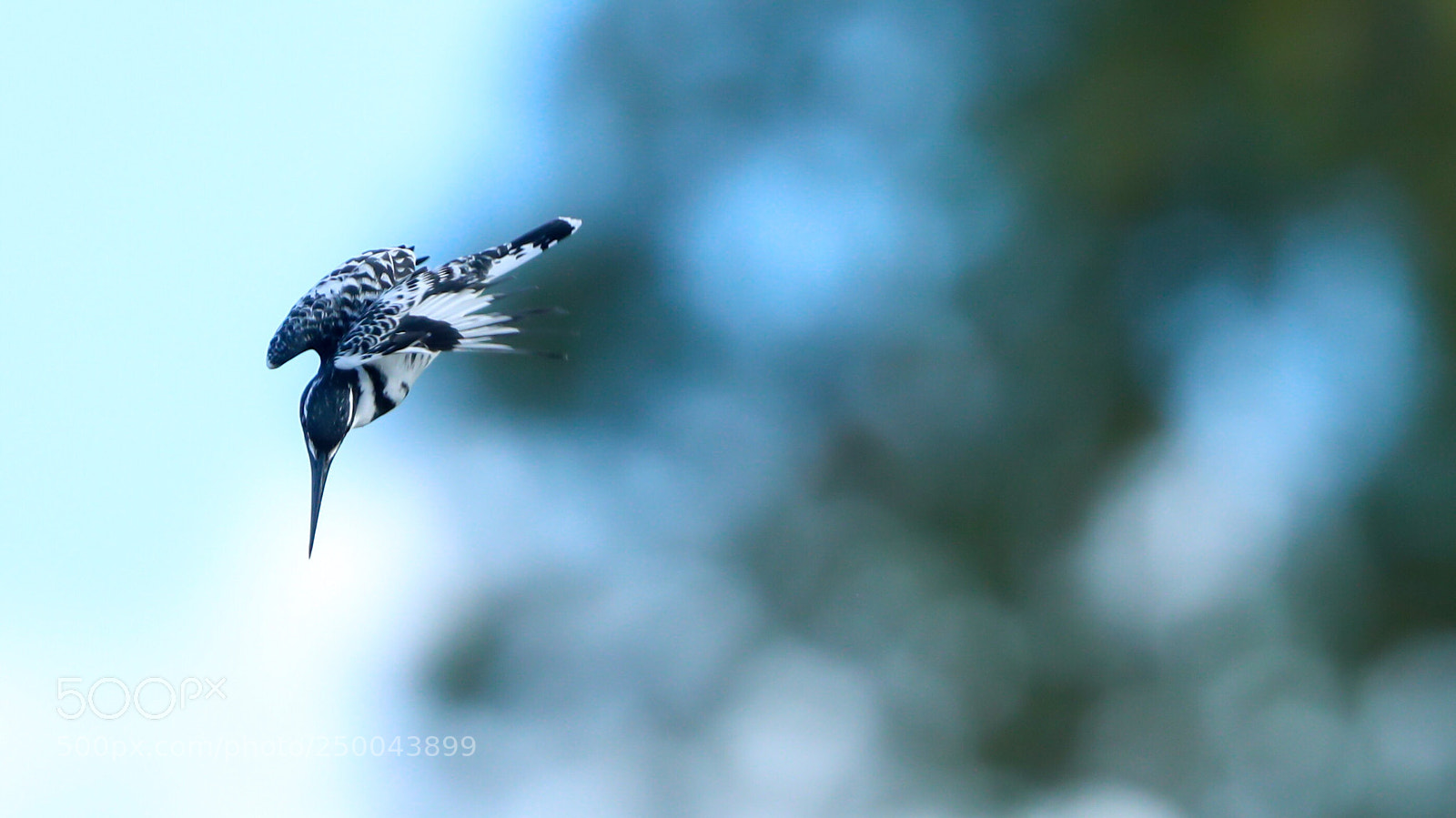 Canon EOS-1D X Mark II sample photo. Untitled photography