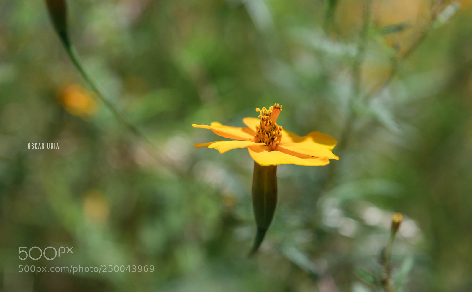 Nikon D3300 sample photo. Oaxaca photography