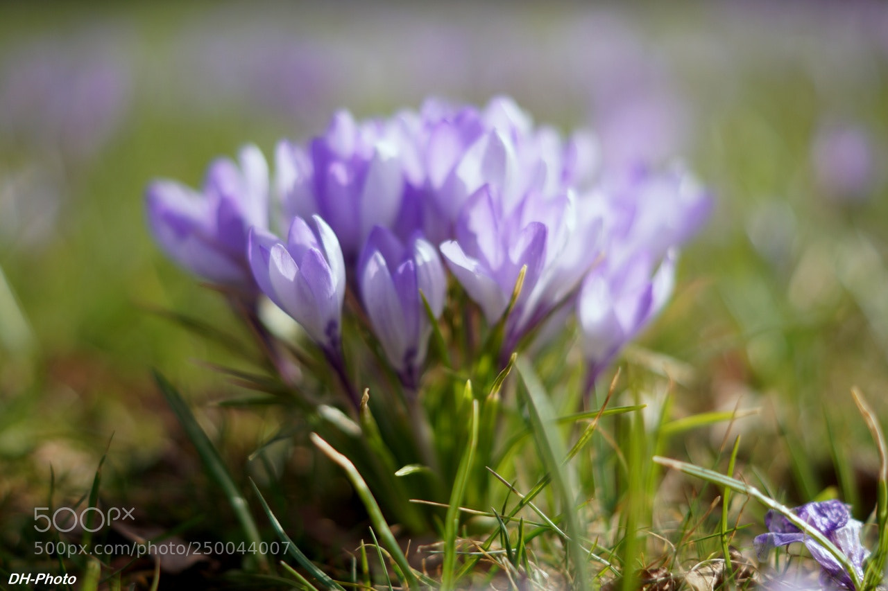 Sony ILCA-77M2 sample photo. Wild crocuses_02 photography