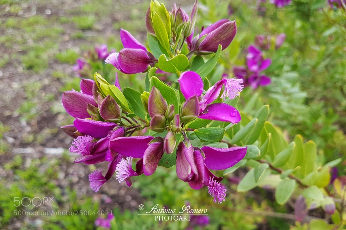 Samsung Galaxy S7 sample photo. Welcome spring photography