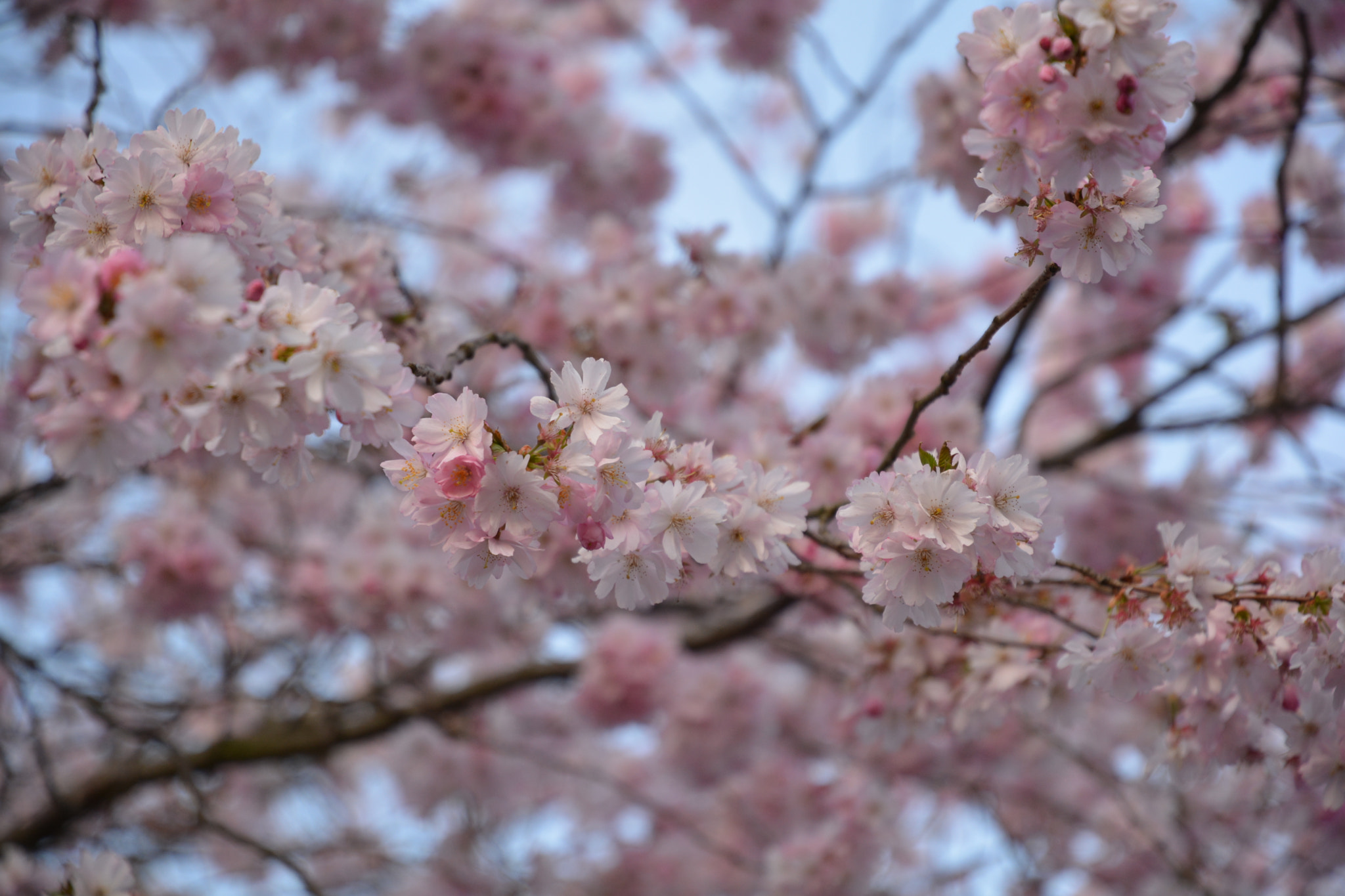 Nikon D5200 sample photo. Sakura photography
