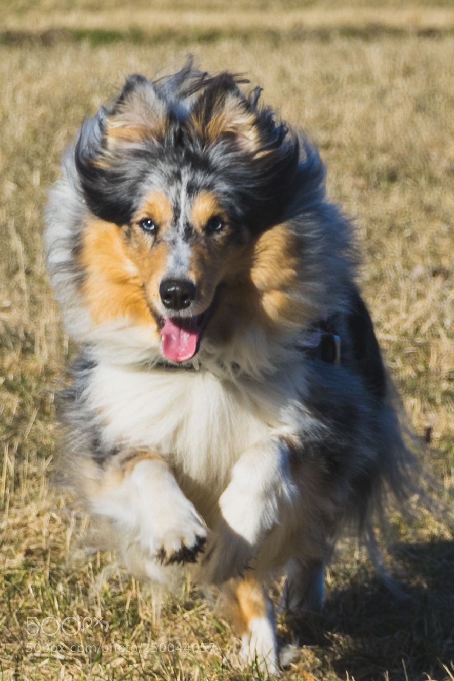 Sony a7 III sample photo. Daisy the dog in photography