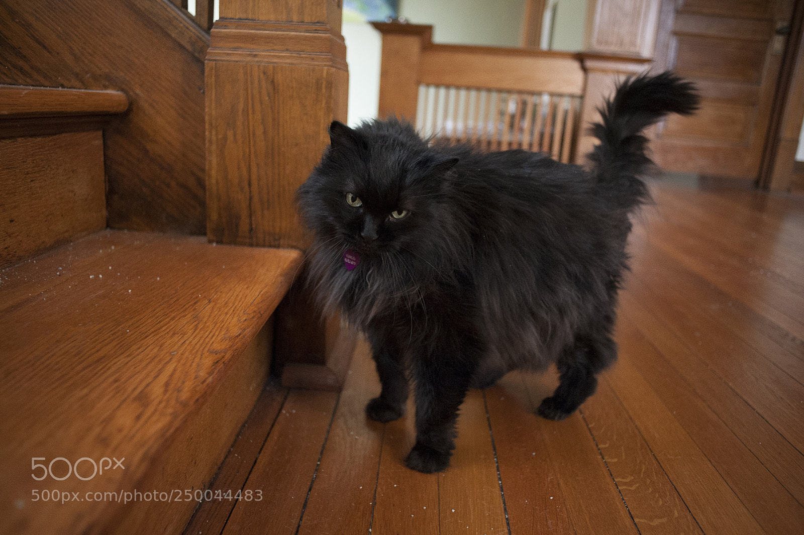 Nikon D700 sample photo. Untitled photography