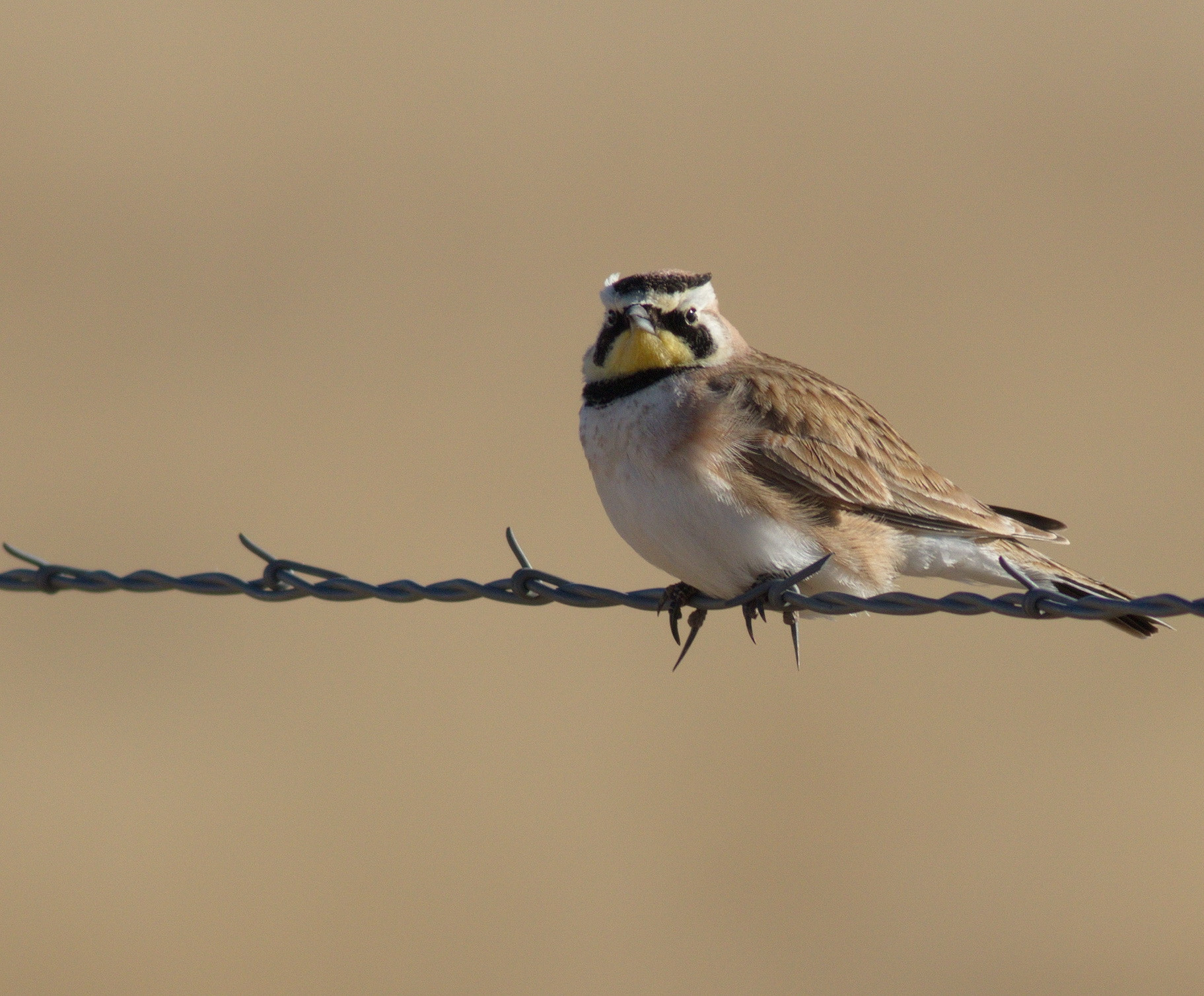 Canon EF 400mm F5.6L USM sample photo. Horned lark photography
