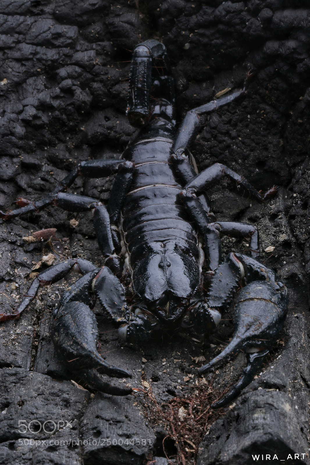 Canon EOS 7D Mark II sample photo. Scorpion photography
