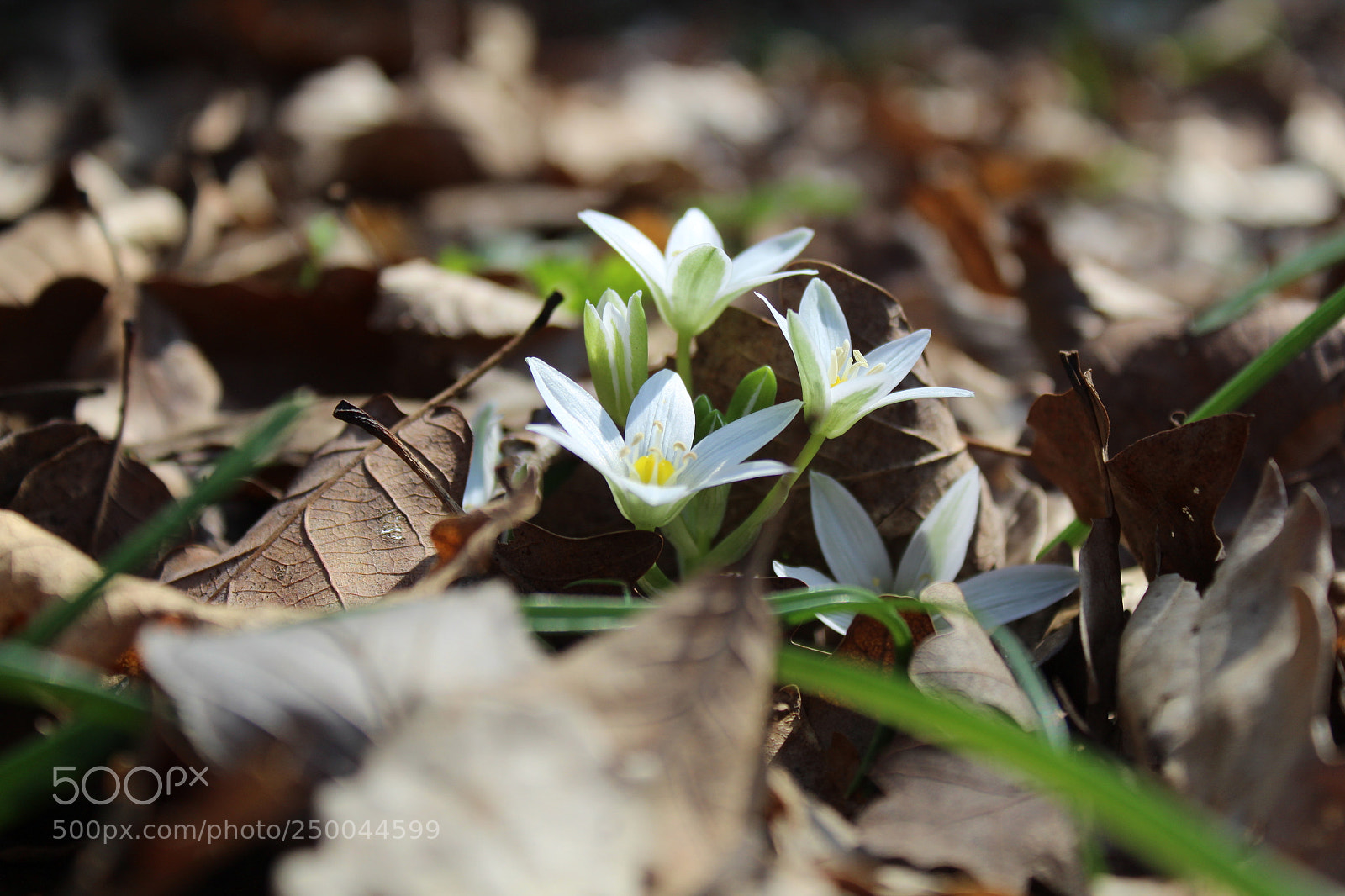 Canon EOS 1300D (EOS Rebel T6 / EOS Kiss X80) sample photo. Spring photography